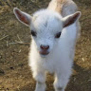 Meet your Posher, Geri